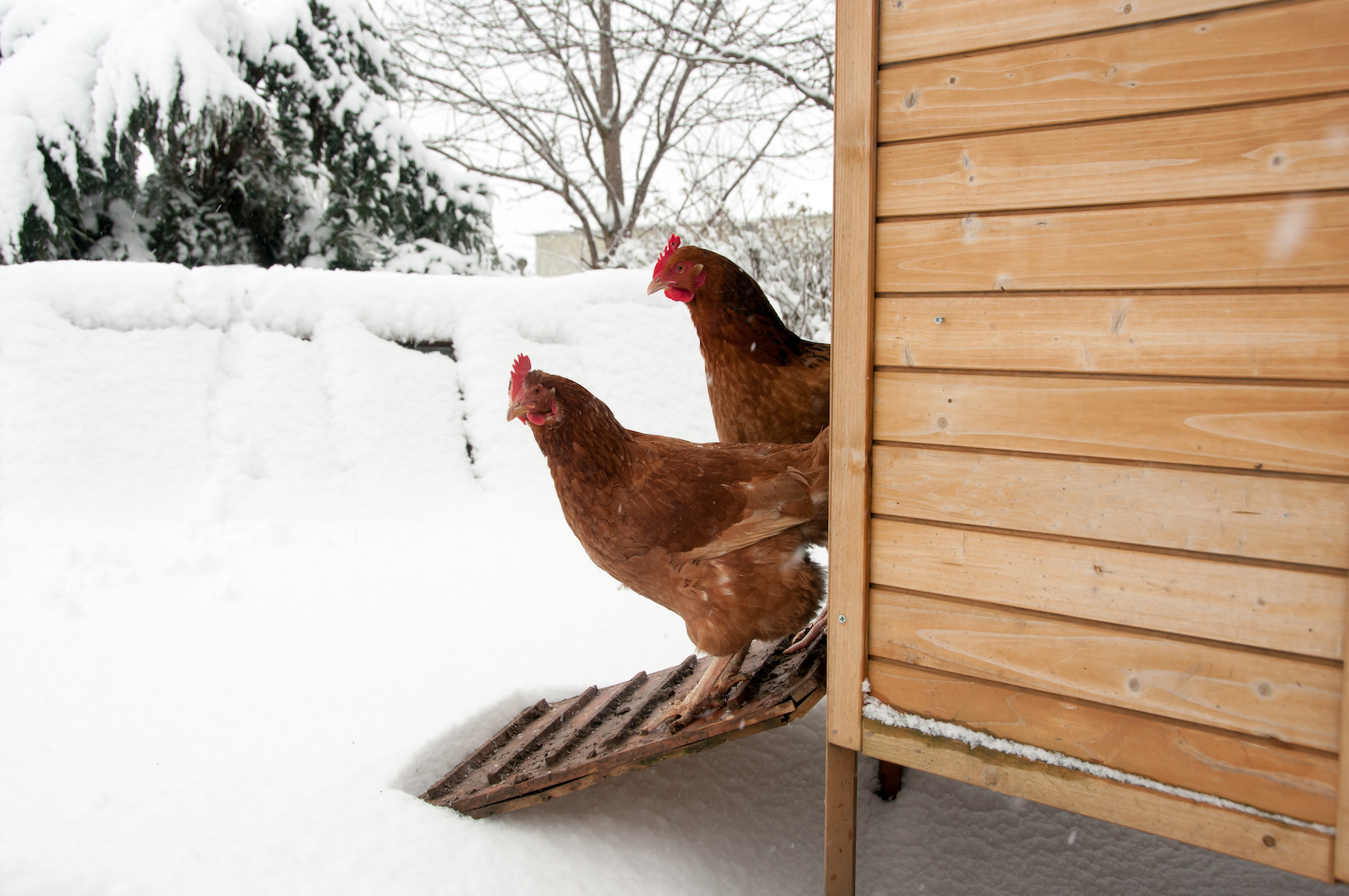 ColdHardy Chickens and How to Care for Them Grit
